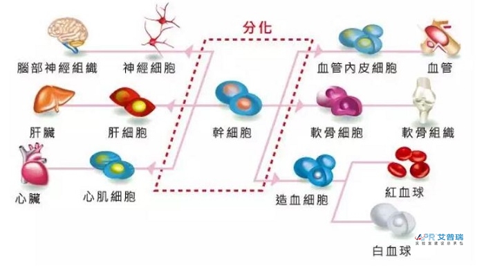 干细胞j9游会真人游戏第一品牌布局怎么设计？